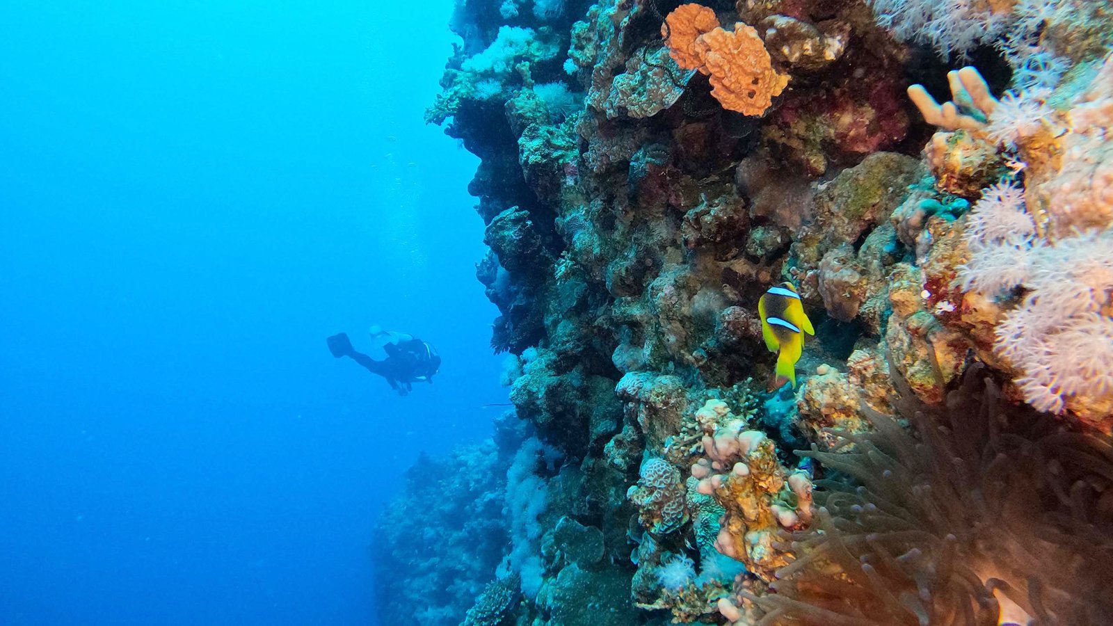 Aqaba Power Station wall dive – AQUORIX PRO background